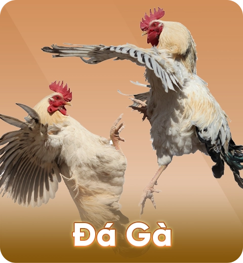 Đá gà trực tuyến 2B8 – Xem và đặt cược hấp dẫn