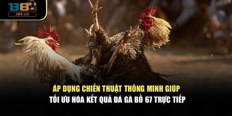 Áp dụng chiến thuật thông minh giúp tối ưu hóa kết quả đá gà Bồ 67 trực tiếp