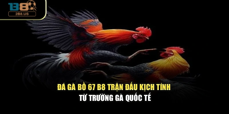 Đá Gà Bồ 67 B8 – Trận Đấu Kịch Tính Từ Trường Gà Quốc Tế