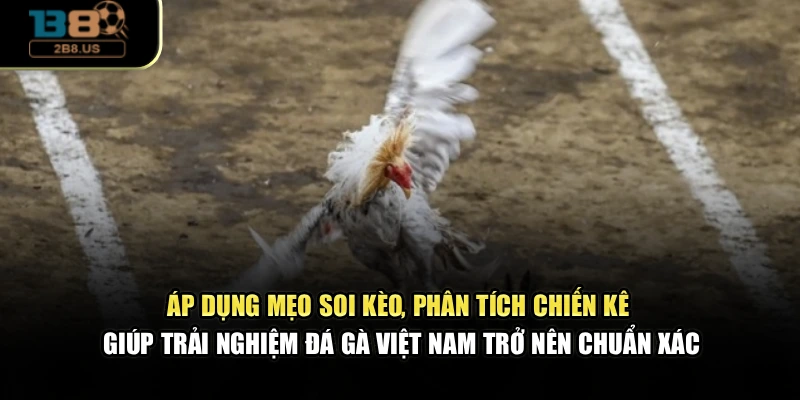 Áp dụng mẹo soi kèo, phân tích chiến kê giúp trải nghiệm đá gà Việt Nam trở nên chuẩn xác