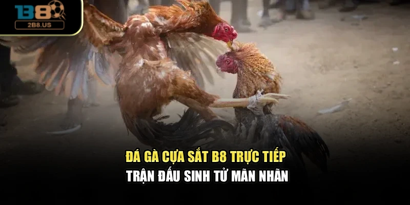 Đá Gà Cựa Sắt B8 – Trực Tiếp Trận Đấu Sinh Tử Mãn Nhãn