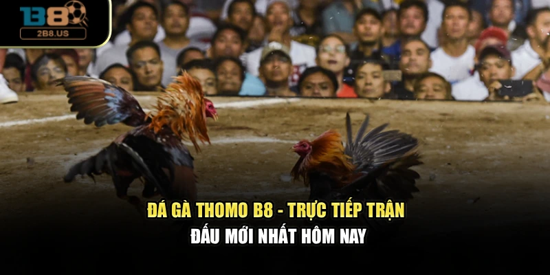 Đá Gà Thomo B8 - Trực Tiếp Trận Đấu Mới Nhất Hôm Nay