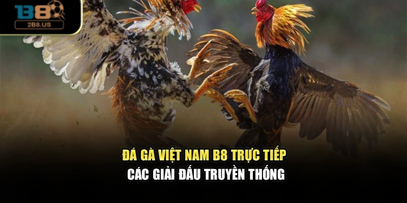 Đá Gà Việt Nam B8 – Trực Tiếp Các Giải Đấu Truyền Thống