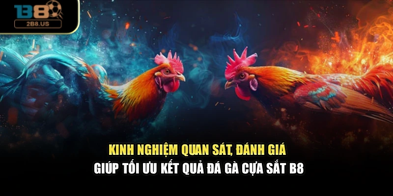 Kinh nghiệm quan sát, đánh giá giúp tối ưu kết quả đá gà cựa sắt B8