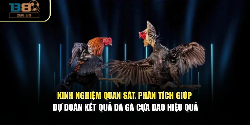 Kinh nghiệm quan sát, phân tích giúp dự đoán kết quả đá gà cựa dao hiệu quả