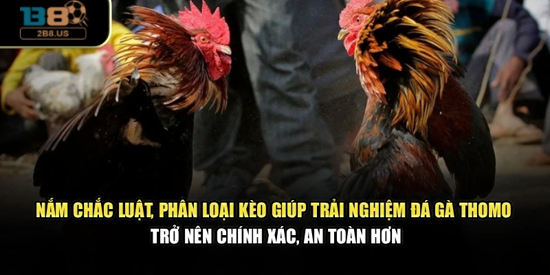 Nắm chắc luật, phân loại kèo giúp trải nghiệm đá gà Thomo trở nên chính xác, an toàn hơn