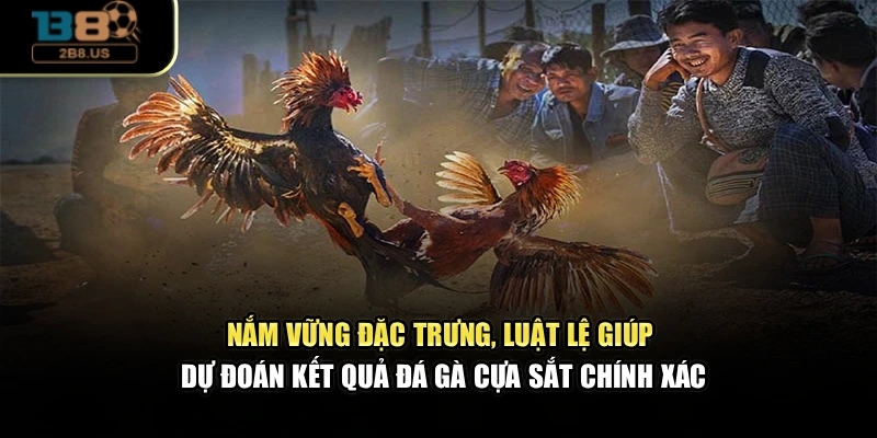 Nắm vững đặc trưng, luật lệ giúp dự đoán kết quả đá gà cựa sắt chính xác