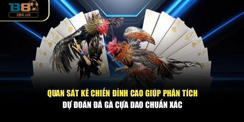 Quan sát kê chiến đỉnh cao giúp phân tích, dự đoán đá gà cựa dao chuẩn xác