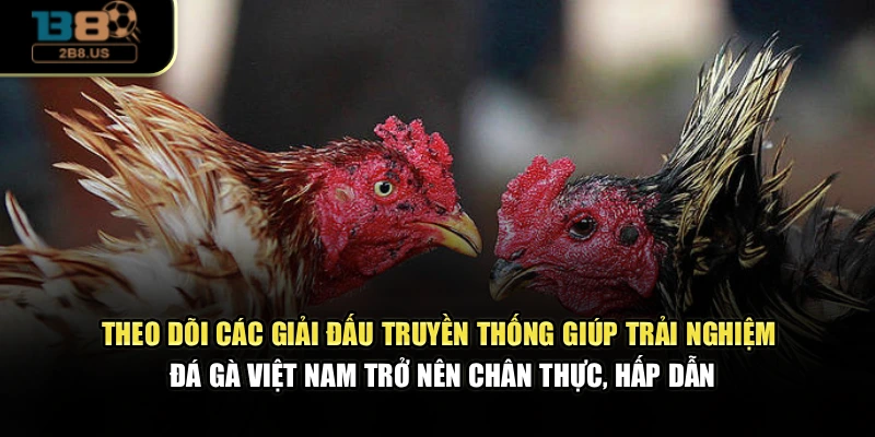 Theo dõi các giải đấu truyền thống giúp trải nghiệm đá gà Việt Nam trở nên chân thực, hấp dẫn