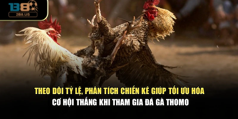 Theo dõi tỷ lệ, phân tích chiến kê giúp tối ưu hóa cơ hội thắng khi tham gia đá gà Thomo