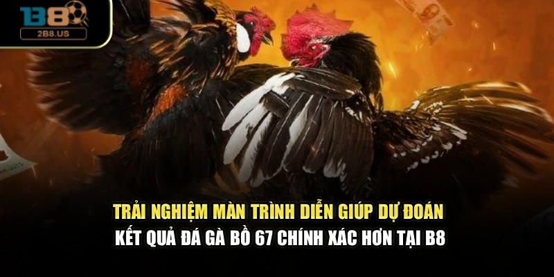 Trải nghiệm màn trình diễn giúp dự đoán kết quả đá gà Bồ 67 chính xác hơn tại B8